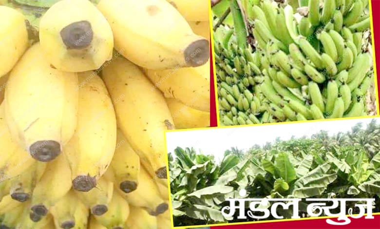 Bananas-amravati-mandal