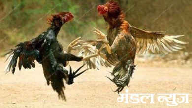 cock fight-Amravati-Mandal