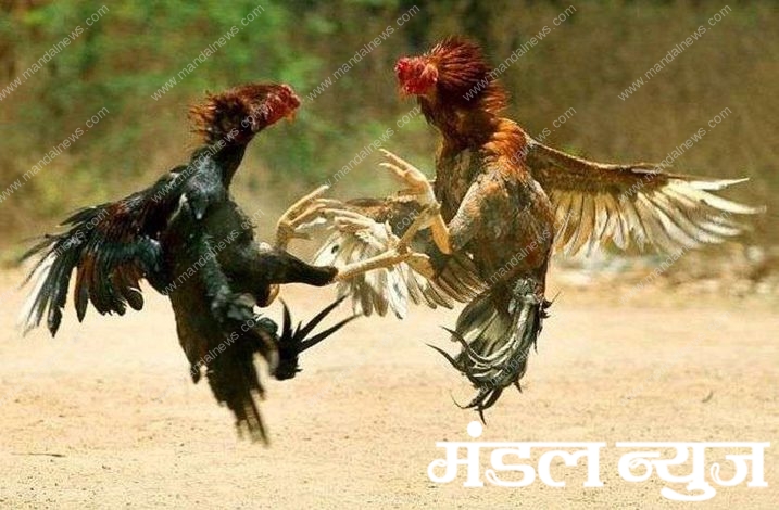 cock fight-Amravati-Mandal