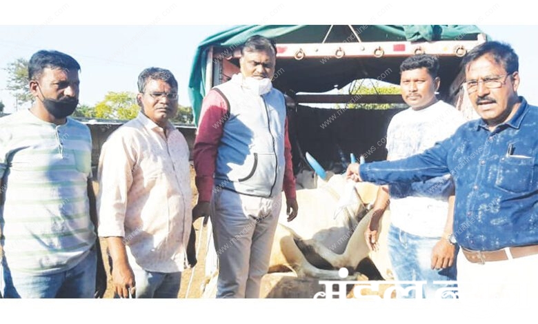 Cattle-smuggling-amravati-mandal