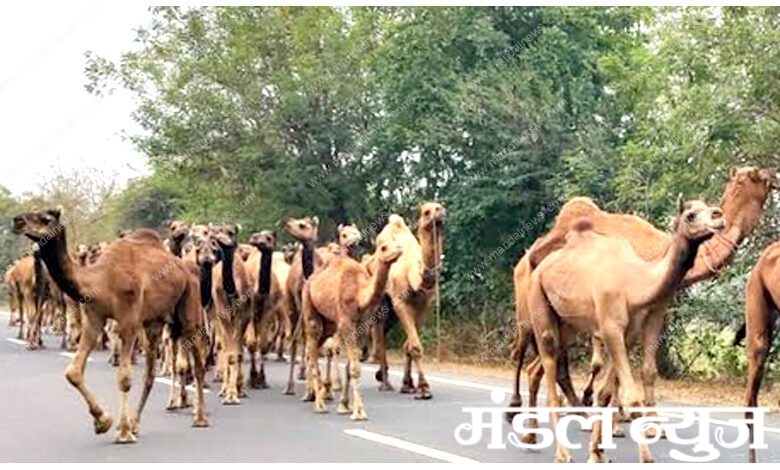 camel-amravati-mandal