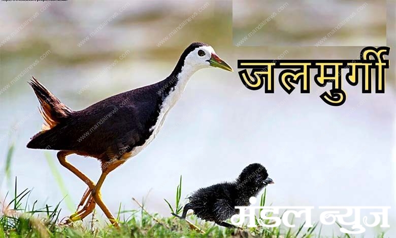 water-hen-amravati-mandal