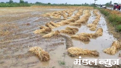 unseasonal-rain-amravati-mandal