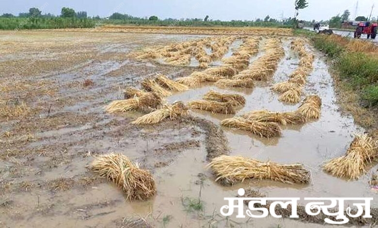 unseasonal-rain-amravati-mandal