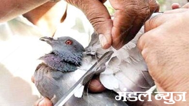 birds-amravati-mandal