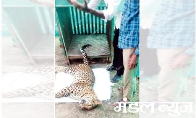 Death-of-Leopard-amravati-mandal