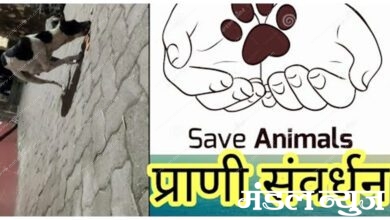 Animal-Culture-amravati-mandal