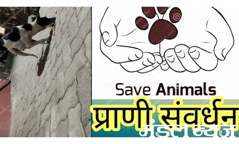 Animal-Culture-amravati-mandal