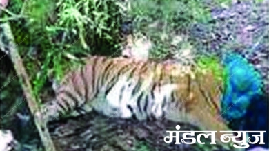 tiger-injured-amravati-mandal