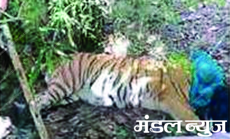 tiger-injured-amravati-mandal