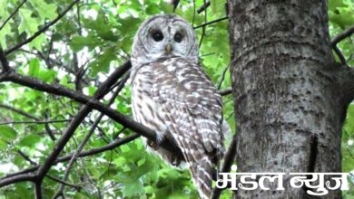 death-of-owl-amravati-mandal