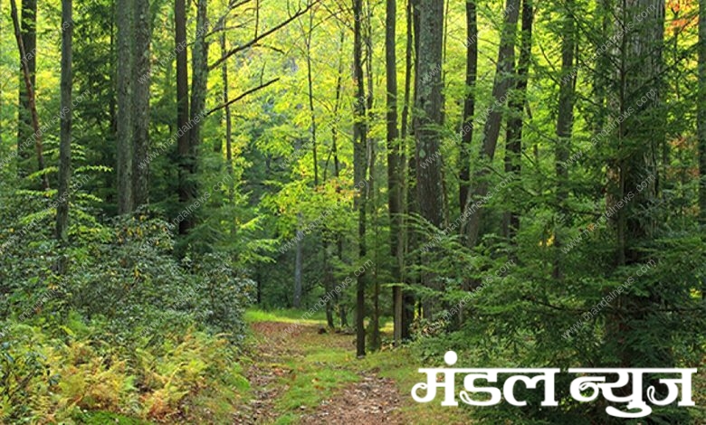 Forest-Area-amravati-mandal