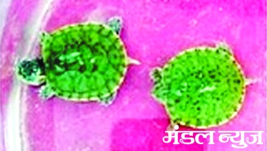 Turtle-smuggling-amravati-mandal