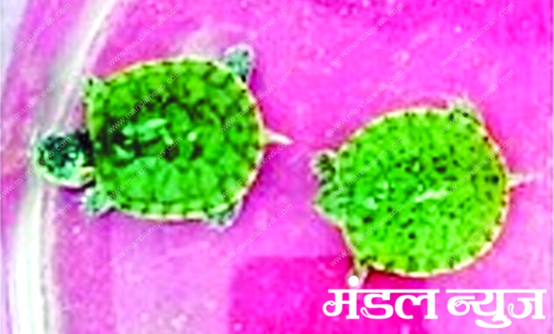 Turtle-smuggling-amravati-mandal