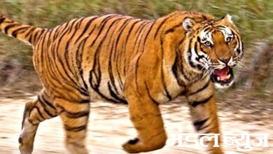 Tiger-Protection-amravati-mandal