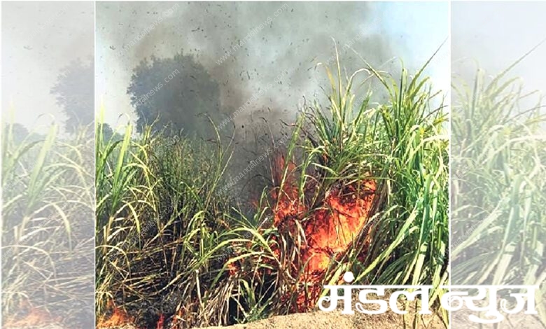 Burning-Sugarcane-amravati-mandal