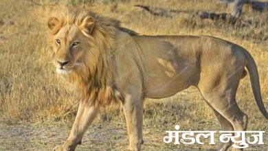 Lioness-amravati-mandal