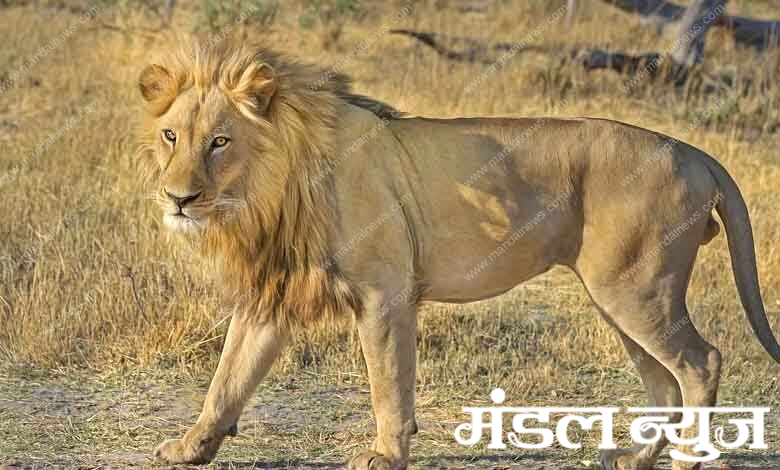 Lioness-amravati-mandal