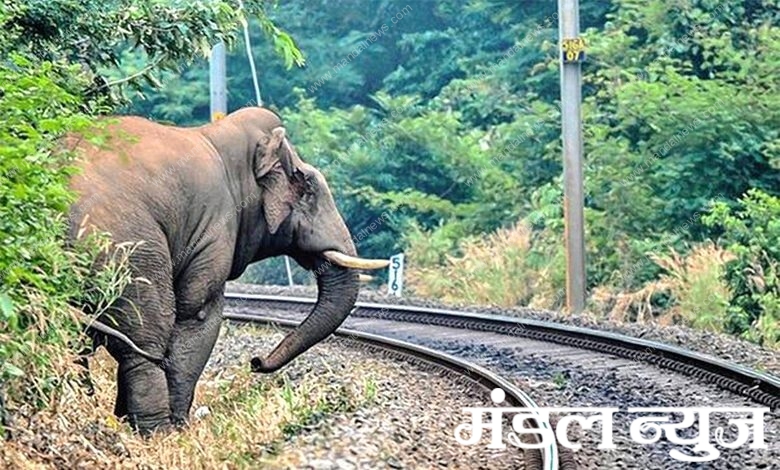 Death-of-Elephants-amravati-mandal