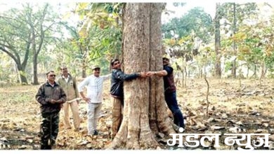 Teak-Tree-amravati-mandal