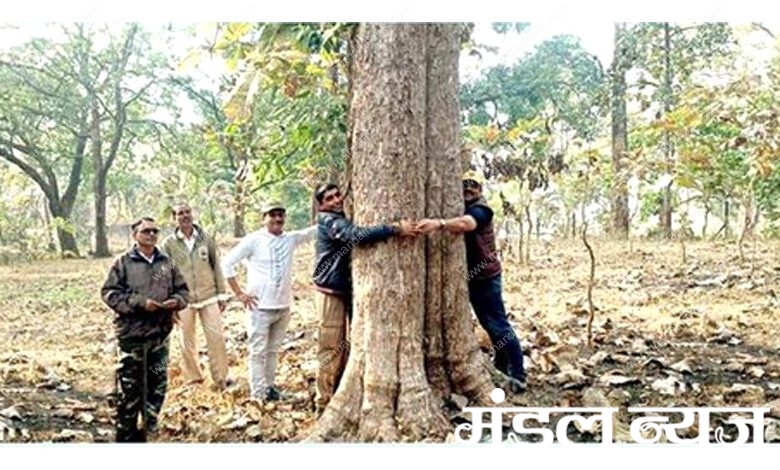 Teak-Tree-amravati-mandal