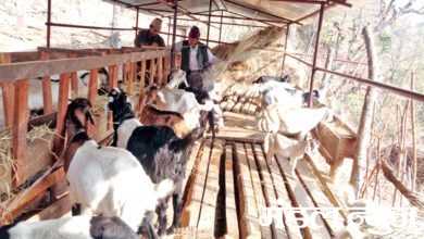 goat-farming-scheme-amravati-mandal