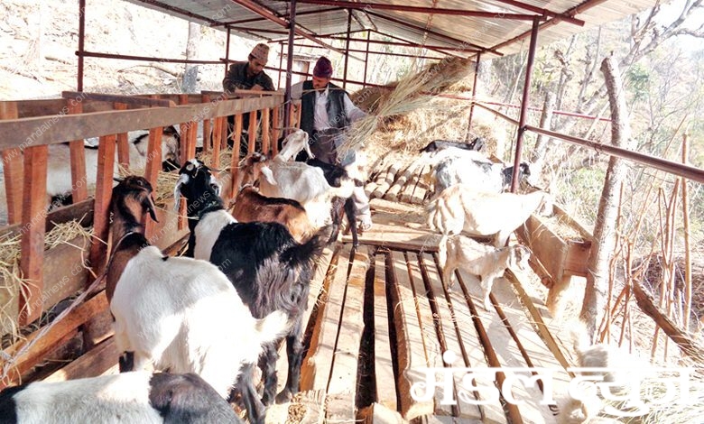 goat-farming-scheme-amravati-mandal