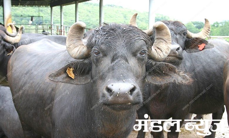 Illegal-Transportation-of-Buffalo-amravati-mandal