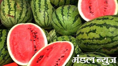 Watermelons-amravati-mandal