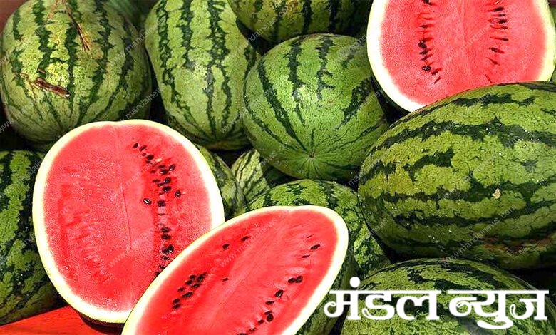 Watermelons-amravati-mandal