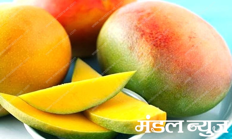 Mango-Amravati-Mandal