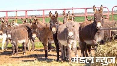 Donkeys-amravati-mandal