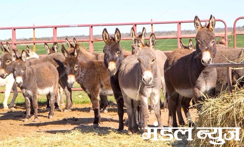 Donkeys-amravati-mandal