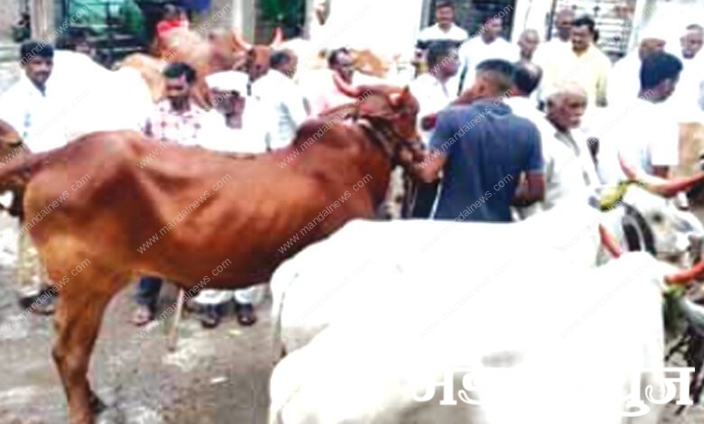 'Lumpy'-Vaccine-amravati-mandal